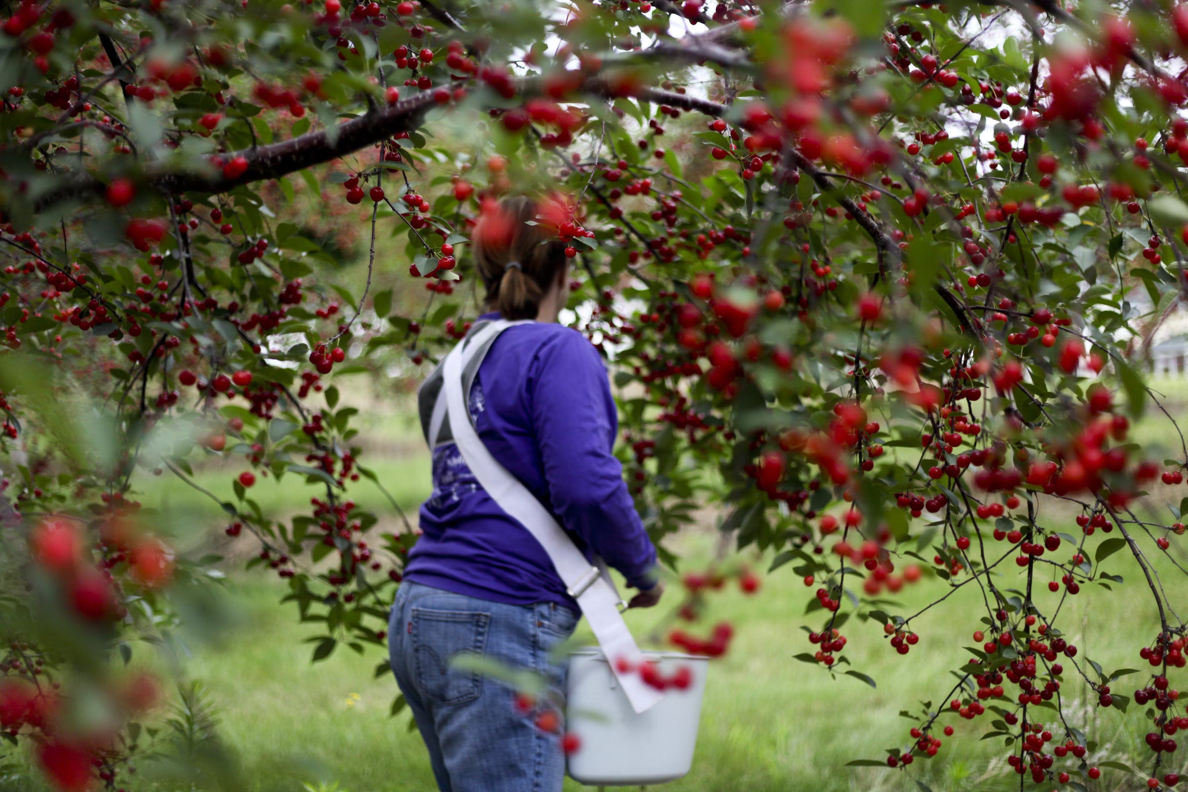 Cherry picking — Leelanau Peninsula orchards